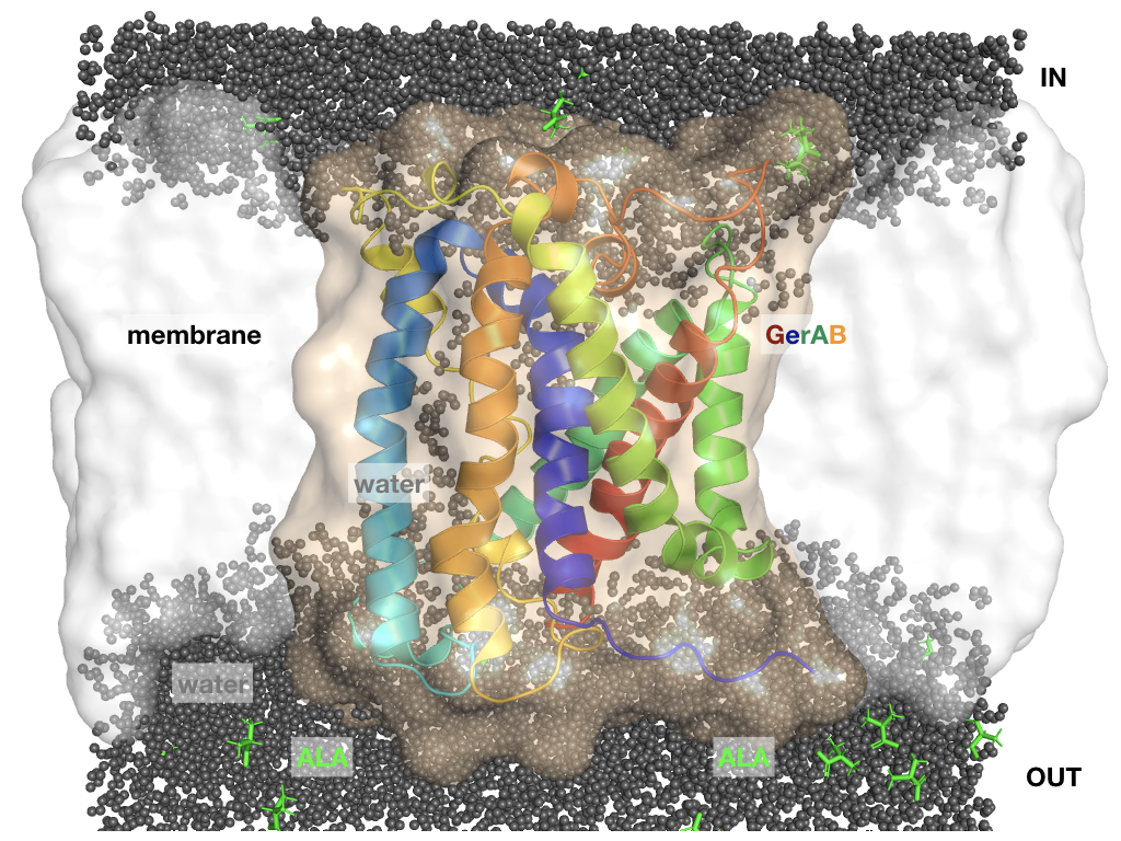 Structure prediction of a bacterial spore membrane protein