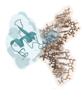 protein-DNA complex